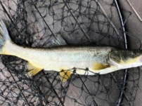 Програма Northern Pikeminnow відкривається на 2025