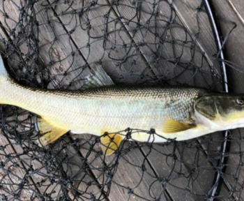 Програма Northern Pikeminnow відкривається на 2025