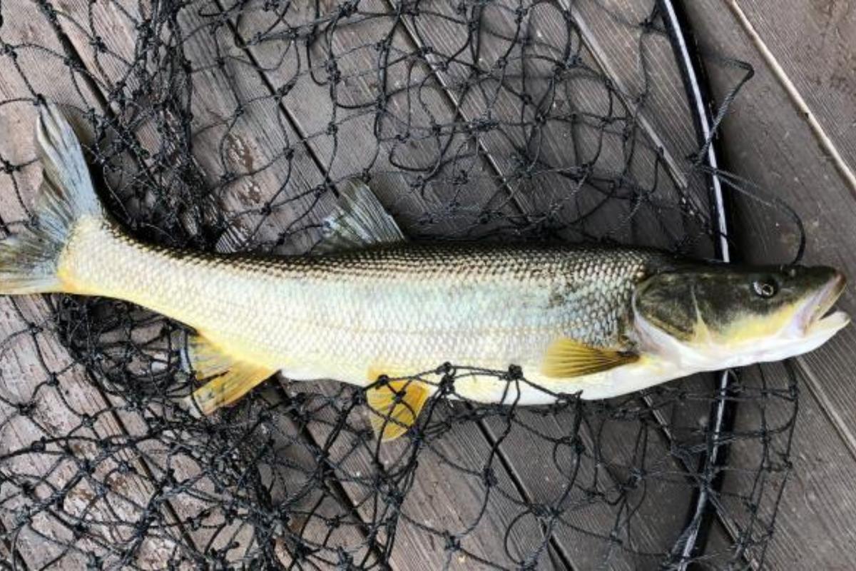 Програма Northern Pikeminnow відкривається на 2025