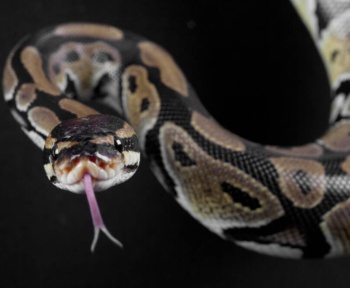 Використання Python зростає, поки фонд бореться за кошти • Реєстр