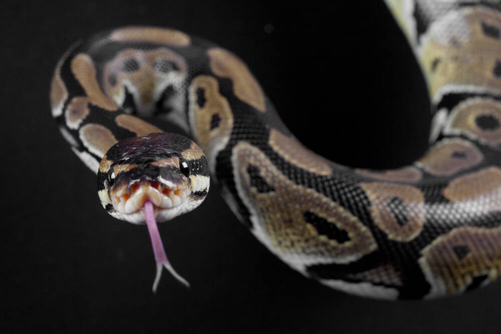 Використання Python зростає, поки фонд бореться за кошти • Реєстр