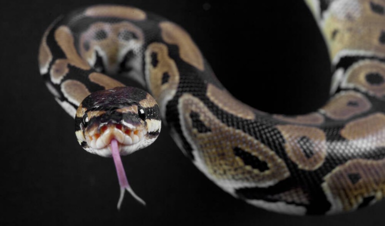 Використання Python зростає, поки фонд бореться за кошти • Реєстр