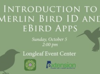 Вступ до програм ID Merlin Bird та Bird