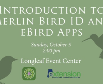 Вступ до програм ID Merlin Bird та Bird