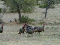 2026 Вісконсинський ведмідь, кінцевий термін полювання на індика; що знати