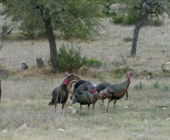 2026 Вісконсинський ведмідь, кінцевий термін полювання на індика; що знати