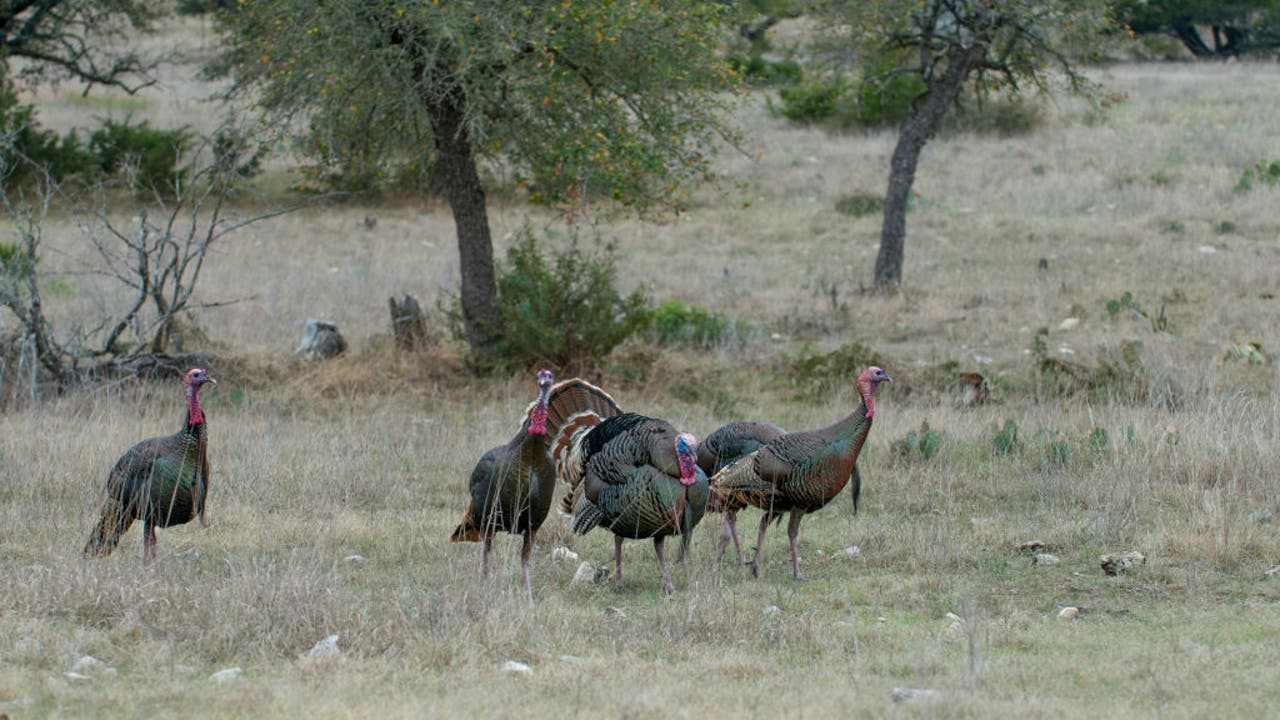 2026 Вісконсинський ведмідь, кінцевий термін полювання на індика; що знати