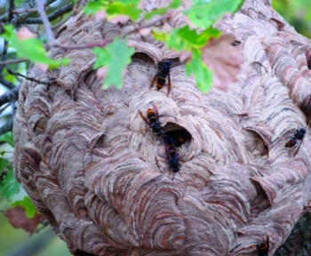 Блаффтон співпрацює з університетом Клемсона для моніторингу жовтоногих шершнів